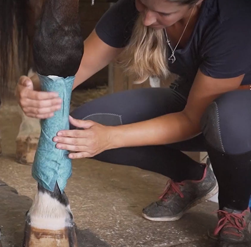 Quinn's Equine Poultice Wraps, Case of 10 Packs (2 per pack)