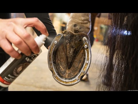Quinn's Happy Hoof Spray, Case of 6